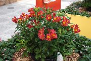 kırmızı çiçek Perulu Zambak (Alstroemeria) Ev bitkileri fotoğraf