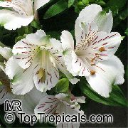 beyaz çiçek Perulu Zambak (Alstroemeria) Ev bitkileri fotoğraf