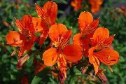 turuncu çiçek Perulu Zambak (Alstroemeria) Ev bitkileri fotoğraf