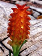 red Flower Curcuma Houseplants photo