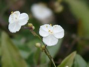 ホワイト フラワー タヒチアンブライダルベール (Gibasis) 観葉植物 フォト