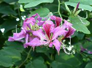 πασχαλιά λουλούδι Δέντρο Ορχιδέα (Bauhinia) φυτά εσωτερικού χώρου φωτογραφία