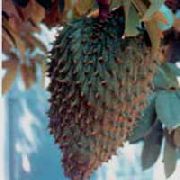 番荔枝 花 黄