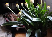 baltas žiedas Teptuku, Kraujo Lelija, Jūros Kiaušinis, Pūderslotiņa (Haemanthus) Kambariniai augalai nuotrauka