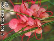 Grevillea Květina červená