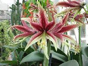 açık mavi çiçek Nergis Zambağı (Hippeastrum) Ev bitkileri fotoğraf