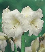 beyaz çiçek Nergis Zambağı (Hippeastrum) Ev bitkileri fotoğraf