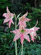 pembe çiçek Nergis Zambağı (Hippeastrum) Ev bitkileri fotoğraf
