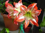 turuncu çiçek Nergis Zambağı (Hippeastrum) Ev bitkileri fotoğraf