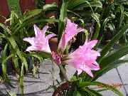 rosa Flor Crinum Plantas de interior foto