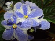 Āfrikas Violets Zieds gaiši zils