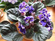 African violet Flower purple