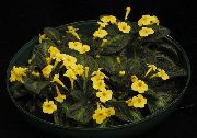 κίτρινος λουλούδι Episcia  φυτά εσωτερικού χώρου φωτογραφία