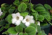 λευκό λουλούδι Episcia  φυτά εσωτερικού χώρου φωτογραφία