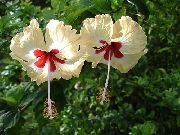 gul Blomst Hibiscus Stueplanter foto
