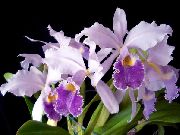 lilac Blóm Cattleya Orchid  Stofublóm mynd