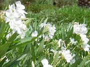 комнатные цветы Олеандр Nerium oleander