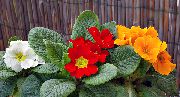 red Flower Primula, Auricula  Houseplants photo