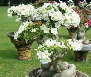 beyaz çiçek Çöl Gülü (Adenium) Ev bitkileri fotoğraf