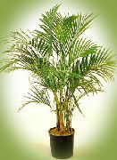 zelená Kudrnaté Palmu, Kentia Dlaň, Ráj Palm (Howea) Pokojové rostliny fotografie