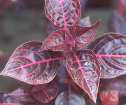 Bloodleaf, Κοτόπουλο Στομάχι, Εργοστάσιο Μπριζόλα  οινώδης