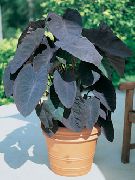 Colocasia, Κολοκάσι, Cocoyam, Dasheen εργοστάσιο οινώδης