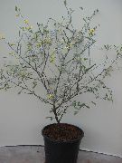 Corokia εργοστάσιο χρυσαφένιος