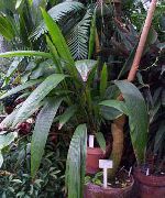 verde Curculigo, Palma Hierba  Plantas de interior foto