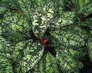 ��������� �������� ���������� ���������� - Homalomena wallisii 