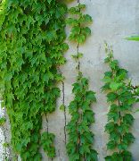 grønn Pepper Vintreet, Porselen Bær (Ampelopsis brevipedunculata) Potteplanter bilde