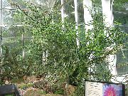 verde Escalera De Jacobs, Diablos Columna Vertebral (Pedilanthus) Plantas de interior foto