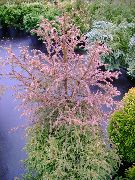 Cryptomeria Taim punane
