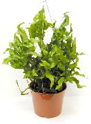 grønn Polypody (Polypodium) Potteplanter bilde