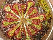 světle-zelená Rosnatka Okrouhlolistá (Drosera) Pokojové rostliny fotografie