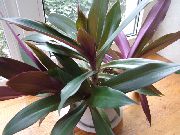 Rhoeo Tradescantia Taim purpurne