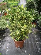 комнатные растения Бересклет (Эвонимус) Euonymus japonica aureus