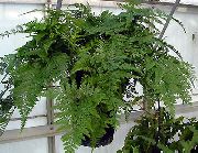 zöld Nyúl Lába Páfrány (Davallia) Szobanövények fénykép