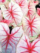 комнатные растения Каладиум Каладиум двухцветный - Caladium bicolor