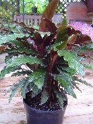 Calathea, Usine De Zèbre, Usine De Paon Plante foncé-vert