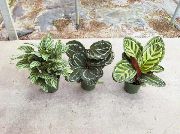 kropenatý Calathea, Zebra Rostlina, Páv Rostlina fotografie