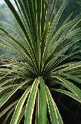 комнатные растения Кордилина Кордилина южная или австралийская - Cordylinу australis