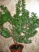 zelená Společný Myrta (Myrtus communis) Pokojové rostliny fotografie