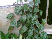 Celebes Poivre, Poivre Magnifique Plante foncé-vert