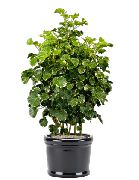 ��������� �������� ��������� ��������� �������� - Polyscias balfouriana 