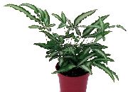 ��������� �������� ������ ������ �������� - Pteris cretica 