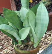Sansevieria εργοστάσιο χρυσαφένιος