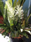 lakrdijašica Sansevieria Biljka u Saksiji foto