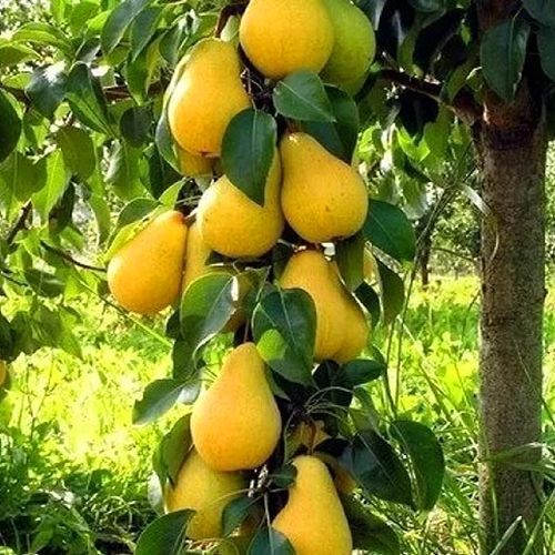 ���� ����� ������������ ������� �����   ������ ������