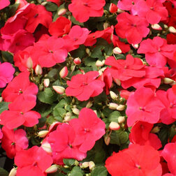 ���� ��������� ������ �������� (1��-1000��)(�����)   ������ ������