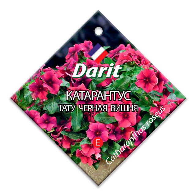 ���� ������ ���������� ���� ������ ����� DARIT 5��   ������ ������